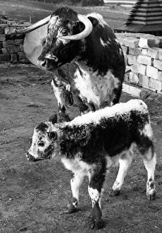 00175 Collection: A Longhorn cow with her calf
