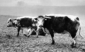 00175 Collection: A Longhorn cow and her calves, at Roby Home Farm