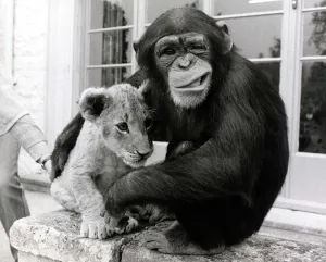 Lions Prints: Would you look after the lion cub today, they said to five-year-old Mandy