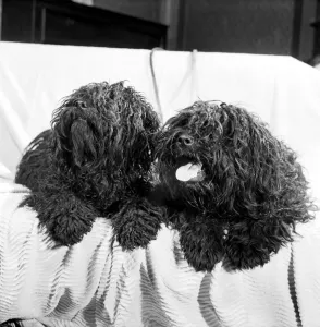 You are looking at two Pulis - Hungarian sheepdogs who will be making an appearance