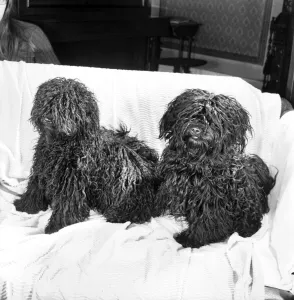 You are looking at two Pulis - Hungarian sheepdogs who will be making an appearance