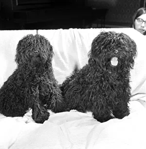 You are looking at two Pulis - Hungarian sheepdogs who will be making an appearance