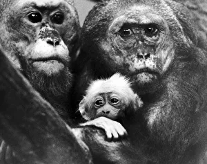 Worried Prints: Looking out on the world for the first time, is this baby stump tailed Maraque monkey