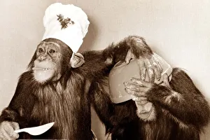 looks like there was a slight mishap in the kitchen - the chef chimp didn