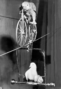 Stunt Prints: Lorchen the parrot takes the dove Heinz for a ride - on a tightrope and on a bicycle