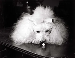 00146 Prints: Lori Merrymorn the poodle, one of the first dogs to try the new pet pill
