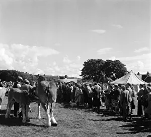 Equestrian Prints: Lorn Agricultural Society Show at Saulmore Park, Oban, Argyll and Bute, Scotland