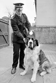 Canines Prints: A Lost St Bernard dog handed in at the police station in Harlesden Police Station North