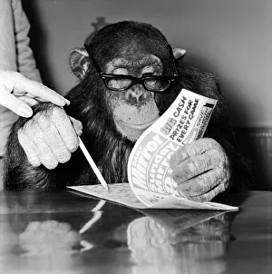 Louis the Chimp checks his bingo numbers at Twycross Zoo December 1981