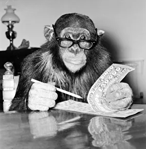 Louis the Chimp checks his bingo numbers at Twycross Zoo December 1981