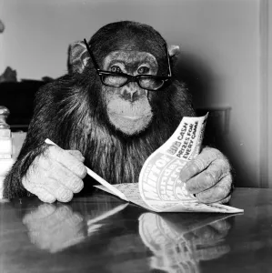 Louis the Chimp checks his bingo numbers at Twycross Zoo December 1981