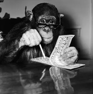 Louis the Chimp checks his bingo numbers at Twycross Zoo December 1981