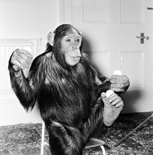 Balancing Prints: Louis the Chimp practices his juggling at Twycross Zoo December 1981