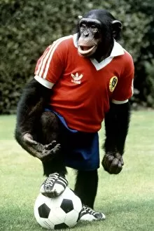 Images Dated 1st August 1982: Louis the footballing chimp at Twycross Zoo August 1982 A©Mirrorpix