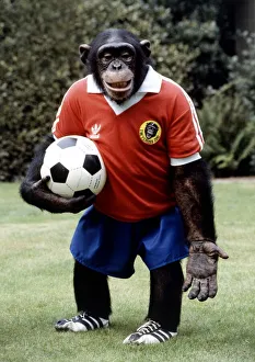 Louis the footballing chimp at Twycross Zoo August 1982 A&copy;Mirrorpix