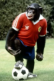 Louis the footballing chimp at Twycross Zoo August 1982 A©Mirrorpix