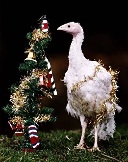 Xmascode Prints: A lucky Turkey will see through Christmas alive and well thanks to animal lover Jim Ward