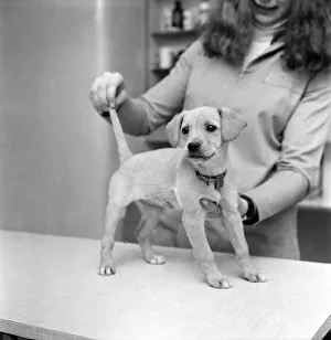 Lucky'the fighter. Cross bred labrador pup at Battersea Dogs Home