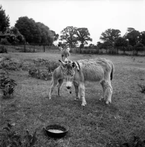 Lucky'the Orphan foal. Lucky, the Tiny Orphan foal nearly died