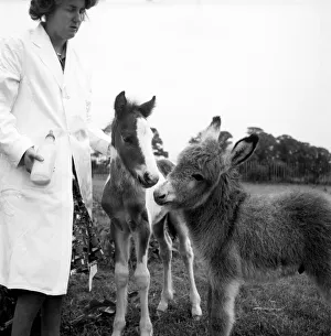Lucky'the Orphan foal. Lucky, the Tiny orphan foal nearly died