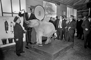 00032 Collection: Lulu the baby elephant at Chessington Zoo, was weighed-in