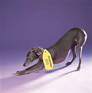 Label Prints: A Lurcher dog with spaying label around neck January 1999 A©Mirrorpix