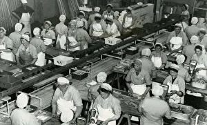 Macfisheries factory women filleting fish in Fraserburgh, Scotland December 1962