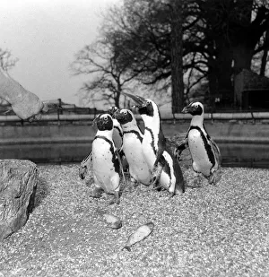 Penguins Prints: Maggie the one week old baby black-footed penguin with family at Chessington Zoo