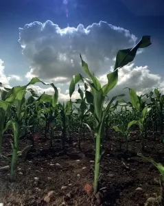 Maize... PIC CHRIS FURLONG... A crop of maize grows steadily despite the unpredictable