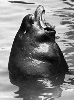 Sea Lion Prints: Majors seal of Disapproval: Major the sea lion makes his feelings pretty clear as he