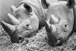 00108 Prints: Male and female Rhinoceros seen here in their winter quaters at Chester Zoo
