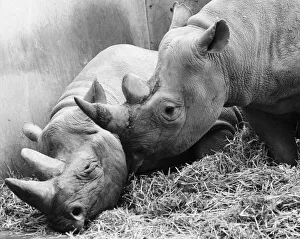 00108 Prints: Male and female Rhinoceros seen here in their winter quaters at Chester Zoo