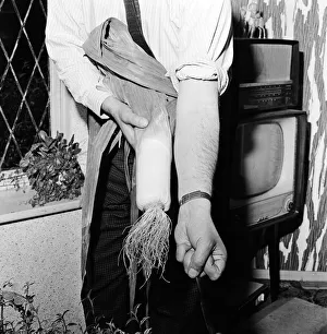 Man holding prize winning leek compares it to the size of his arm 2nd October 1965