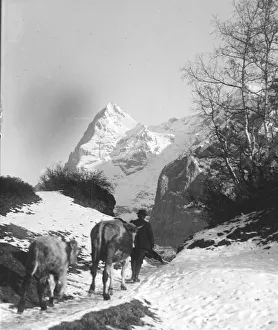 00039 Prints: Man walking his cattle towrds the Eiger mountain in the Bernese Oberland region of