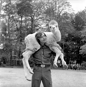 00068 Prints: Man walking in his back garden carrying a camel on his shoulders May 1975