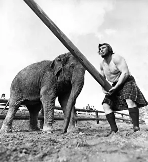 Kilts Prints: A man wearing a kilt tossing the caber with Tania the elephant watching