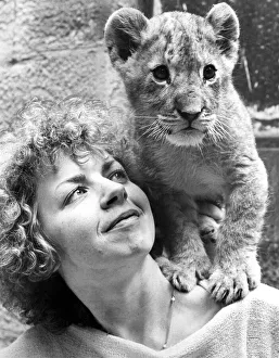 Lions Prints: Marbles the lion cub being looked after by Denise Hammond at Lambton Pleasure Park in