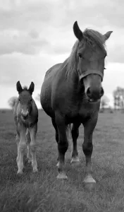 A mare and her foal on the Sandringham estate Animals Horses Circa 1938