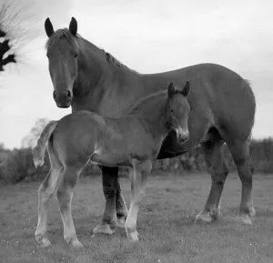 Foal Prints: A mare and her foal on the Sandringham estate Animals Horses Circa 1938