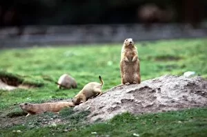 Images Dated 1st July 1971: Marmots at a zoo in England July 1971