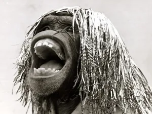 Monkeys Prints: Max the Chimpanzee wearing a wig made of Christmas tinsel July 1980