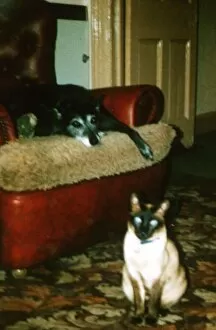 Images Dated 15th May 1990: Max the siamese cat who died from Mad Cow Disease 1990