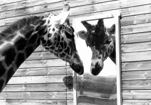 Loneliness Prints: Maxi the Giraffe was lonely being on his own at Flamingo land wildlife park in Yorkshire