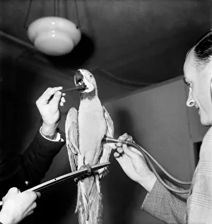 00010 Prints: Medical Examination with Parrot Passing Vet - for Insurance Purposes. August 1952 C4235