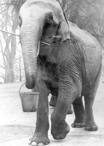 Core04 Prints: Meena, Dudley Zoos 35 year old elephant hopes to get a new elephant keeper soon