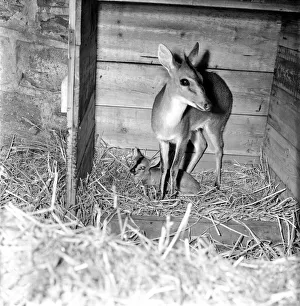 Meet baby brown eyes! As Mum stands protectively over her baby - a Duikerbok