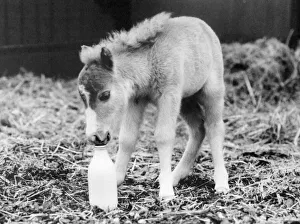 Meet Fanfare the latest addition to the Miniature Horse stud farm at Trentham