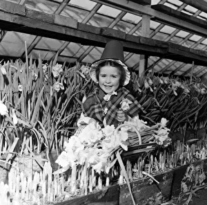 Daffodils Prints: Melanie Rogers, aged 5, wearing traditional Welsh costume on her way to school stopped