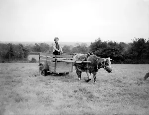 00205 Prints: A member of the Land Army driving a oxen cart Women fulfilling Mens work duties