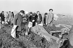 01215 Prints: Members of the public help to harvest a late season crow of potatoes, Teesside